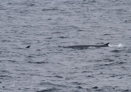 ...Fin Whales...