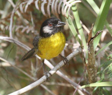 ...the common and confident S.M. Brush-finch...