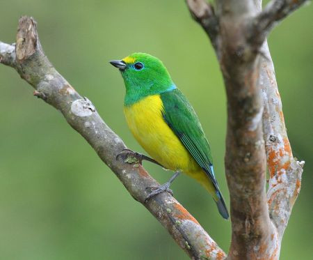 In addition to the endemics, there will be stunningly beautiful birds like Blue-naped Chlorophonia...