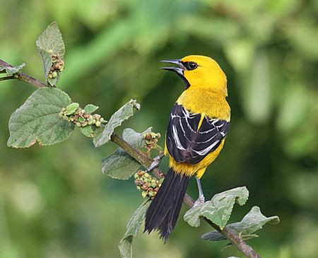 Birding in Guyana is wonderful, with many colorful birds like Yellow Oriole...
