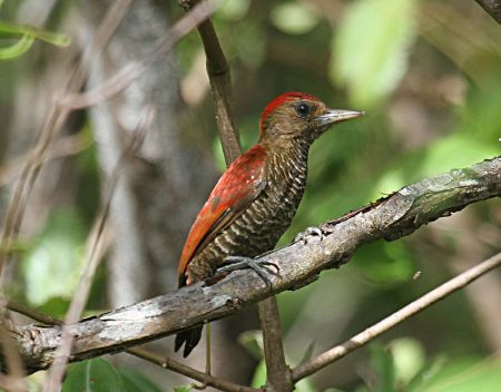 ... restricted range species such as the stunning Blood-colored Woodpecker...