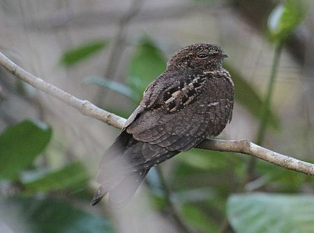 Large number of Band-tailed Nighthawk are sometimes seen along rivers...