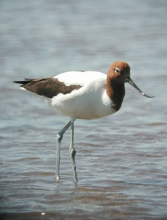 We'll start the trip off with a visit to a wetland park in Perth, where we will look at  Red-necked Avocets...