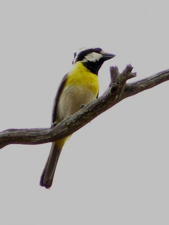 ...we should encounter a suite of special birds, like Crested Shrike-tit...