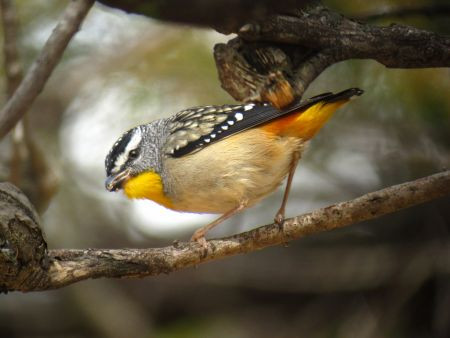 ...and dazzling Spotted Pardalotes.
