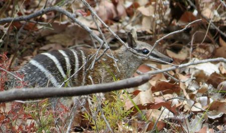 ...or if we're really lucky perhaps even a Numbat.