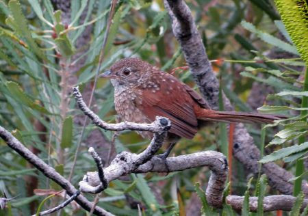 ...our goals will include skulking Western Bristlebird (here a very young one)...,                             