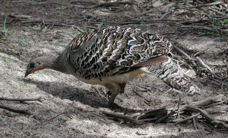 ...and where we'll look for the often elusive Malleefowl.