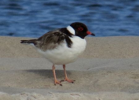 and the striking Hooded Plover.                            