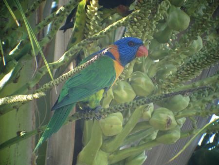 ...Red-collared Lorikeets feed in the palms,...