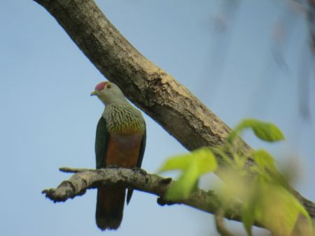 and Rose-crowned Fruit-Doves call from the treetops...