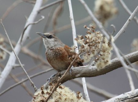 A large number of Peruvian endemics are possible, including Chestnut-backed Thornbird...