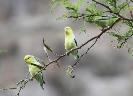 ...lovely Yellow-faced Parrotlets (found only in the upper Mara&ntilde;on valley)...