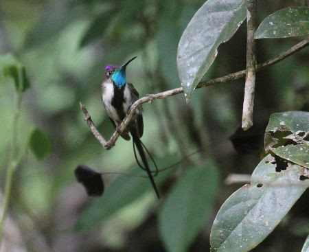 We expect to see around 30 species of hummingbird, including the near-mythical Marvelous Spatuletail.