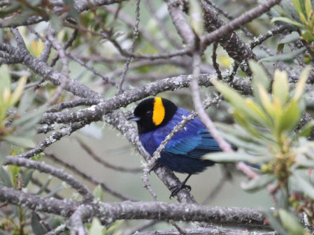 We'll be looking for very localized species, like Yellow-scarfed Tanager restricted to the Elfin Forest...