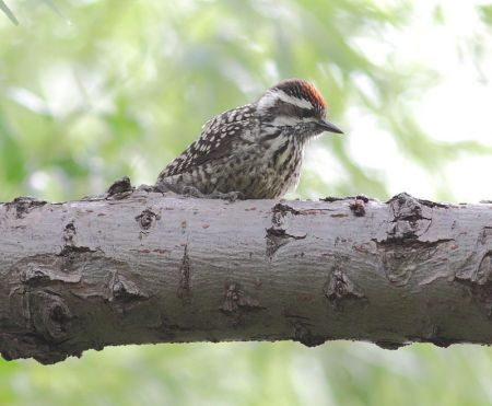 ...Checkered Woodpecker...