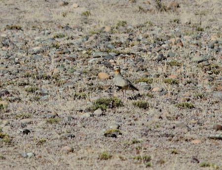 ...but Tawny-throated Dotterel is much less common and blends perfectly with the rocky landscape.
