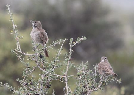 Our search will concentrate on several endemic species like these curious White-throated Cachalotes...
