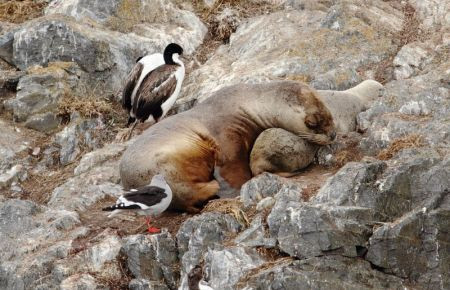 ...that harbor resting Sea Lions with their pups and accompanying Imperial Shags...