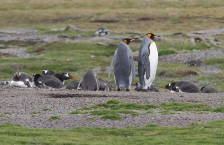 ...our island destination that accommodates Gentoo, and in recent years a few King Penguins.