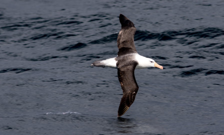 &hellip;and Black-browed Albatrosses slicing through the air alongside the boat as we steam to&hellip;
