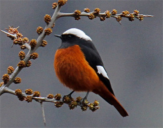 ...of which the smart G&uuml;ldenst&auml;dt&rsquo;s Redstart is one of the most sought-after.