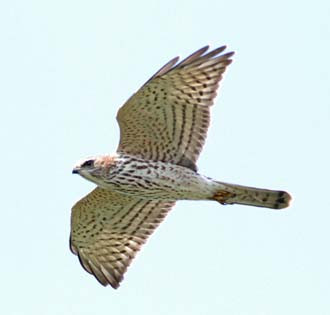 ...and there may be a local breeding pair of Levant Sparrowhawks.
