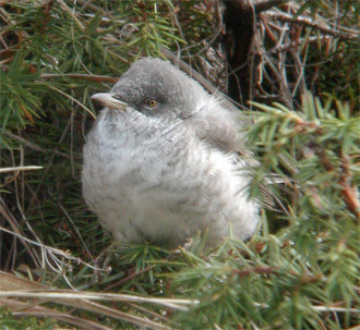 Other migrants could include Barred Warbler...