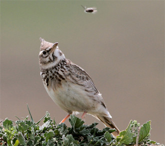 ...and Crested Lark...