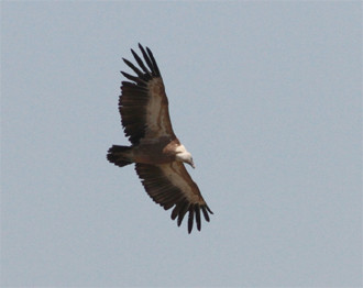...or an equally impressive Griffon Vulture.