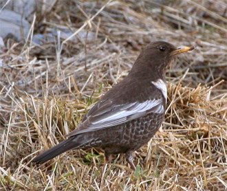 ...and the striking Ring Ouzel.