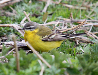 ...as can various races of Yellow Wagtail...