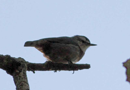 ...and where Kruper&rsquo;s Nuthatch can be conspicuous in the woodlands...