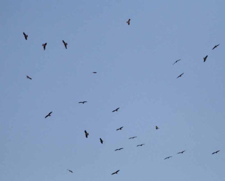...and we might experience our first flocks of raptors.