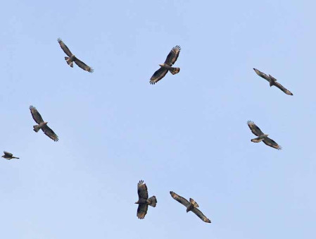 Up to 100,000 birds may pass here in a single day, mostly Honey Buzzards...