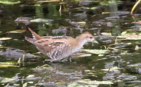 ...and Little Crake...