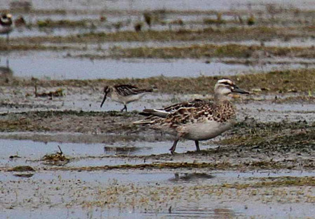 ...and maybe a Broad-billed Sandpiper hiding behind a Garganey!