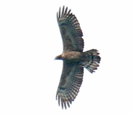 Among the vast swarms of Honey Buzzard, we will attempt to pick out the rare Oriental Honey Buzzard...