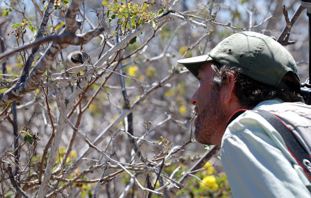 The Galapagos Mockingbirds are as curious as the birders.