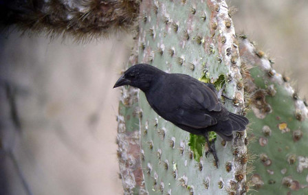 We&rsquo;ll learn about the amazing radiation of the finches (and why they are actually tanagers) and how they specialize. This Common Cactus-Finch is well named.
