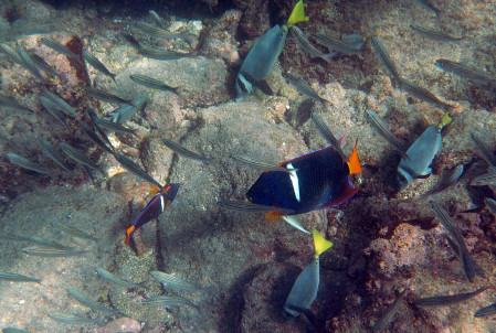 Every day will also feature an opportunity to snorkel in these amazingly rich waters &ndash; King Angelfish are the most colorful.