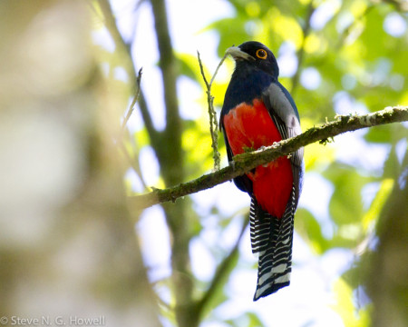 Right around our cabins we may find a Blue-crowned Trogon...