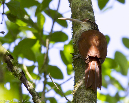 ...0r the improbable Long-billed Woodcreeper.