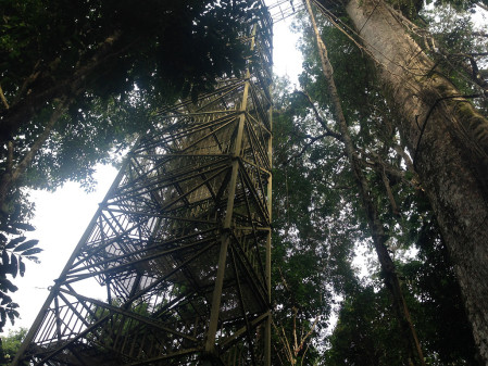 The 200 steps up the canopy tower will give us a bird&rsquo;s eye view&hellip; 
