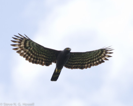 ...and overhead we can scan for raptors such as this Black Hawk-Eagle.