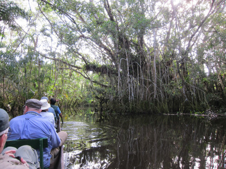 Much of our birding will be done while being paddled around in canoes through the flooded forest (known as v&aacute;rzea). (gb)
