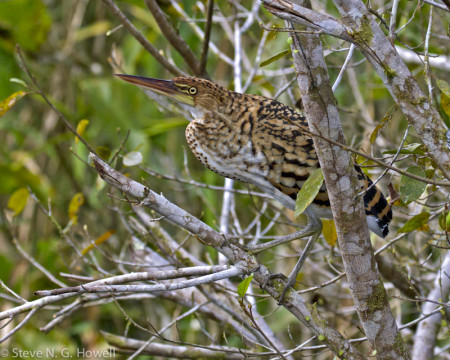 Perhaps we'll see a boldly patterned young Rufescent Tiger-Heron...