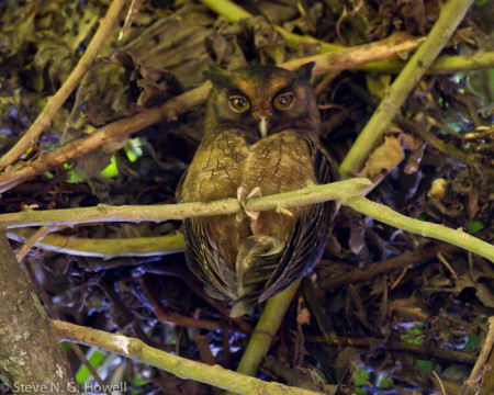 ...or perhaps a Tawny-bellied Screech-Owl peering from the shade...