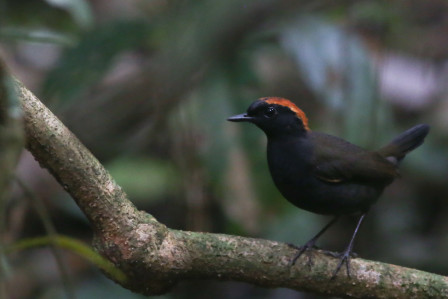 ...allowing us access to a different avifauna, perhaps including Rufous-capped Antthrush, (jf)
