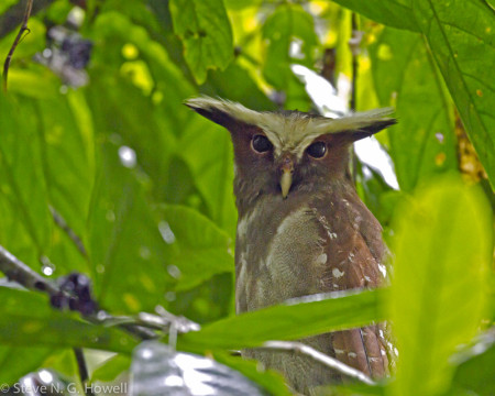 ...or even a majestic Crested Owl